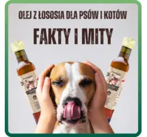 Olej z łososia dla psów i kotów - fakty i mity