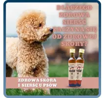 Dlaczego zdrowa sierść zaczyna się od zdrowej skóry? Zdrowa sierść i skóra u psów