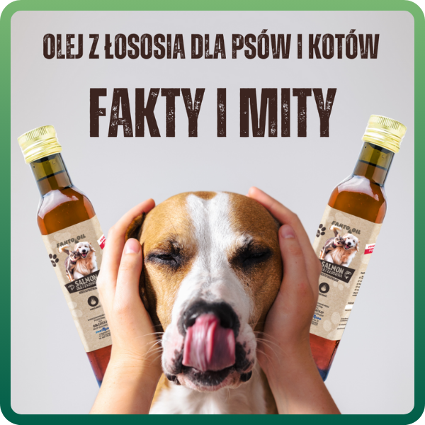 Olej z łososia dla psów i kotów - fakty i mity