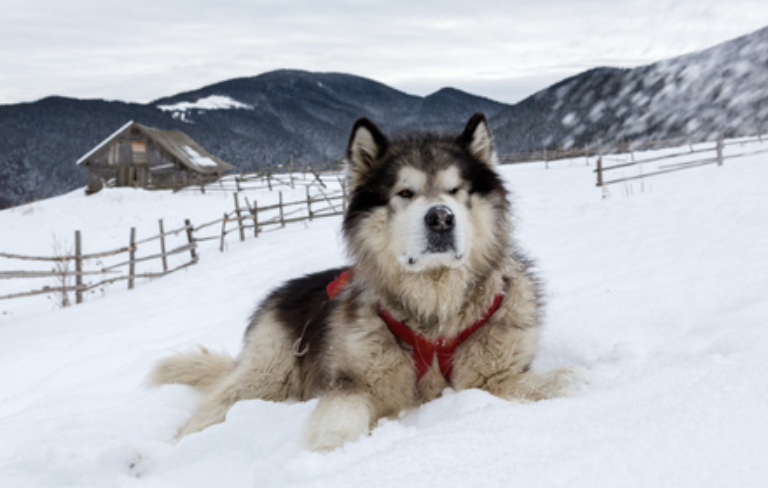 malamute