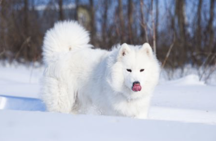 samojedzima